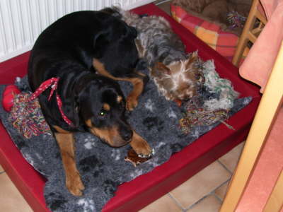 Das Rinderohr haben wir uns verdient