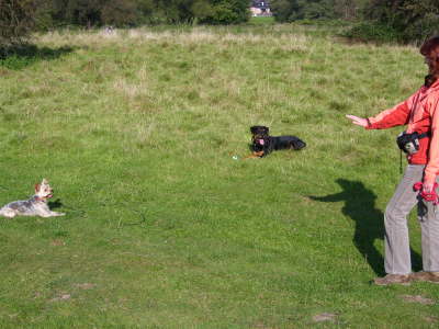 "Bleib" - das muss auch Klein-Terror-Terrier k�nnen