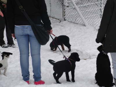 Wilma balanciert �ber das Zaunelement