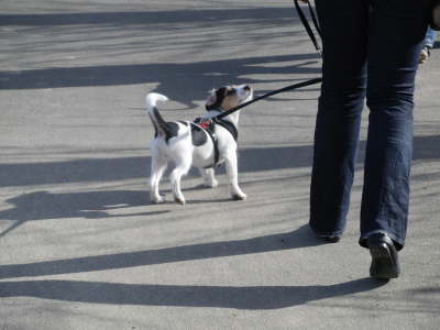 Frauchen, was darf ich f�r Dich tun??