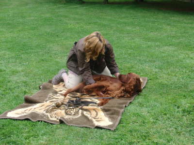 Coleena - Zeckenkontrolle