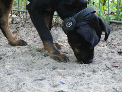 Die Welt mit der Nase erkunden